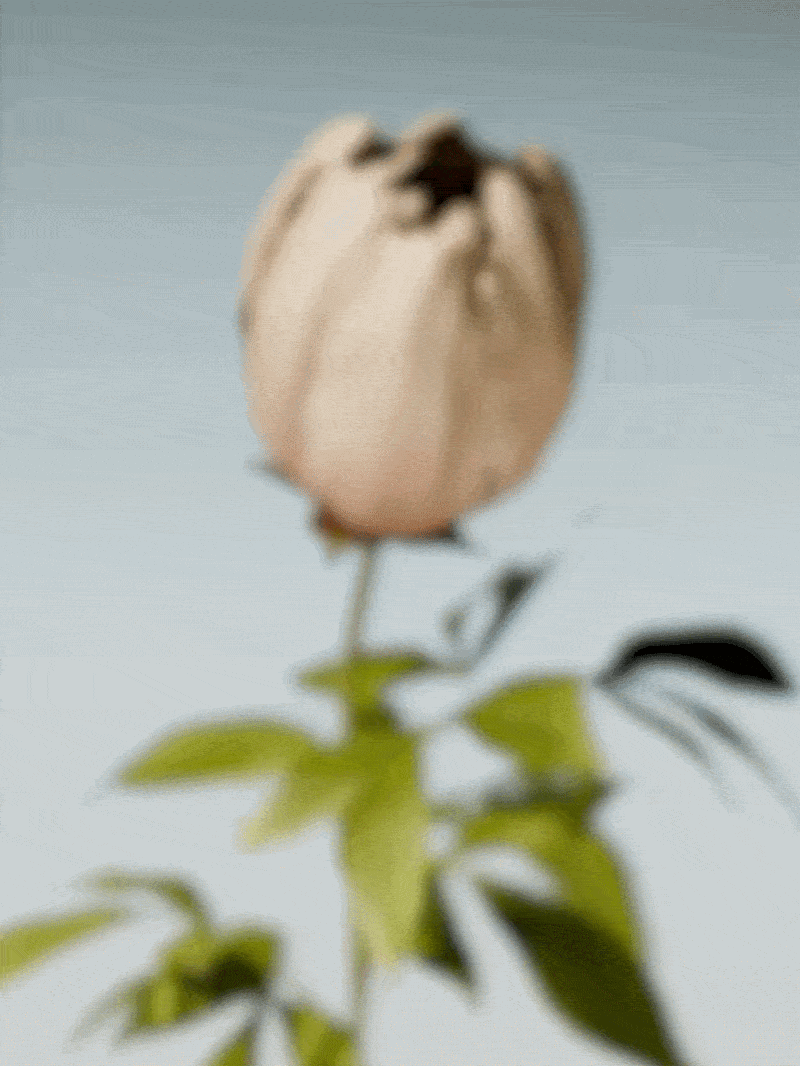 800x1066 Marina Rinaldi